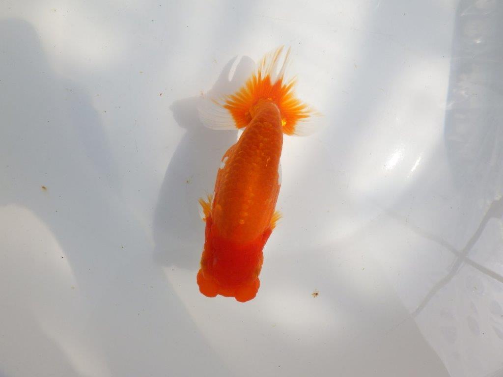 【全国大会東大関獲得系統 】雰囲気が良く見ごたえのある 明け二歳らんちゅう 約16㎝  メス？