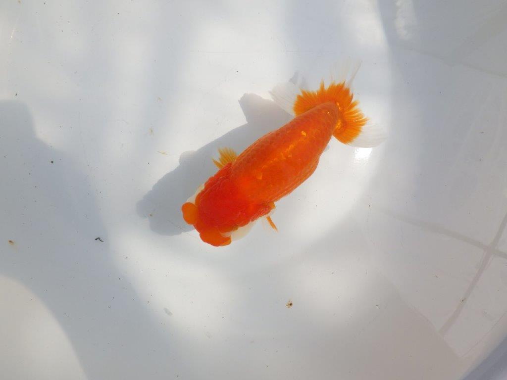 【全国大会東大関獲得系統 】フンタン&尾の雰囲気が良い 明け二歳らんちゅう 約15㎝ メス?