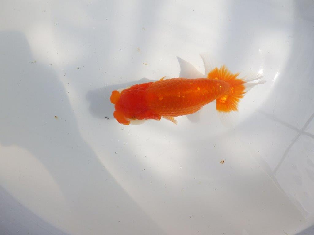 【全国大会東大関獲得系統 】フンタン&尾の雰囲気が良い 明け二歳らんちゅう 約15㎝ メス?