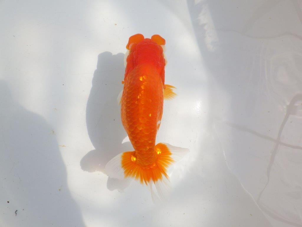 【全国大会東大関獲得系統 】フンタン&尾の雰囲気が良い 明け二歳らんちゅう 約15㎝ メス?