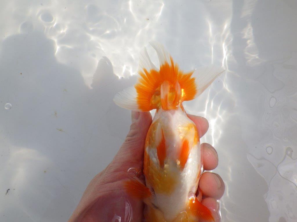 【全国大会東大関獲得系統 】フンタン&尾の雰囲気が良い 明け二歳らんちゅう 約15㎝ メス?