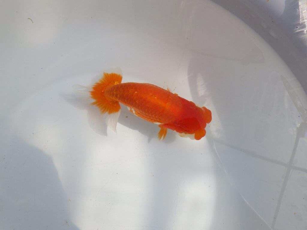 【全国大会東大関獲得系統 】フンタン&尾の雰囲気が良い 明け二歳らんちゅう 約15㎝ メス?