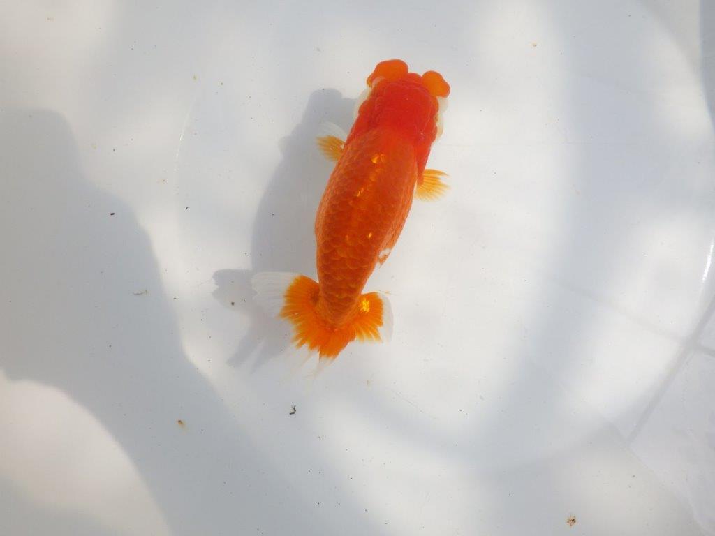 【全国大会東大関獲得系統 】フンタン&尾の雰囲気が良い 明け二歳らんちゅう 約15㎝ メス?