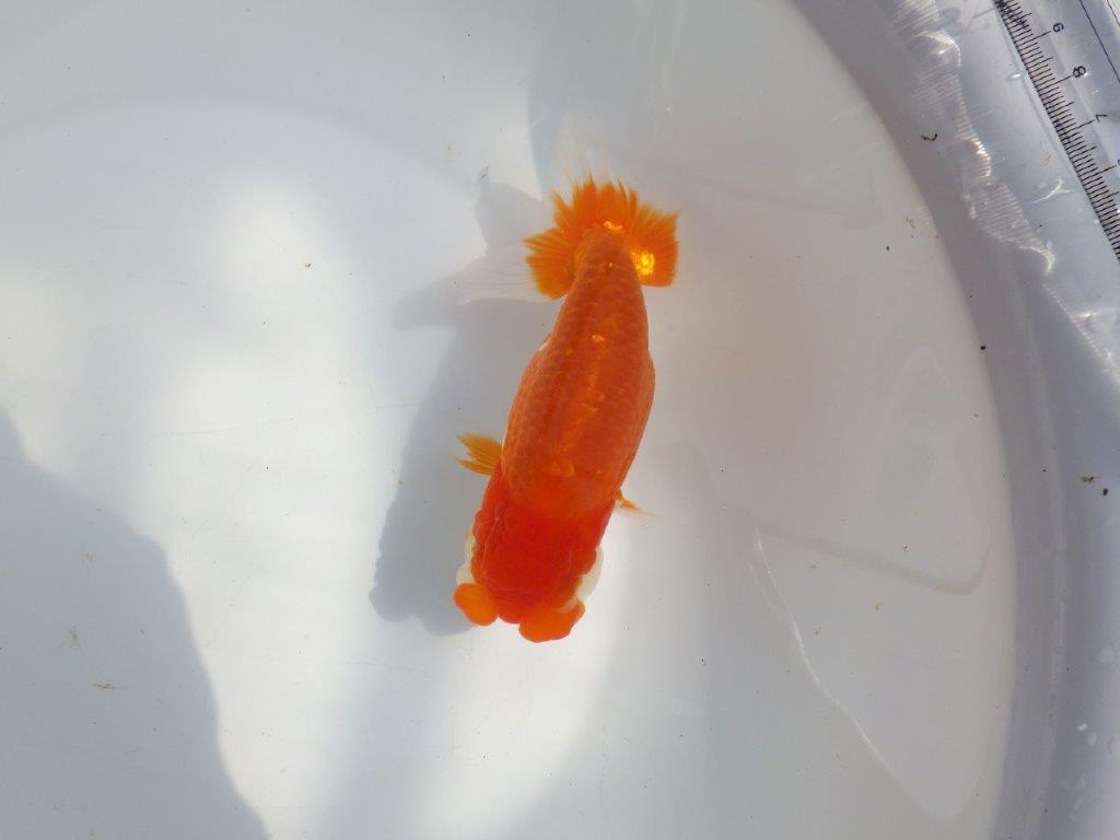 【全国大会東大関獲得系統 】フンタン&尾の雰囲気が良い 明け二歳らんちゅう 約15㎝ メス?