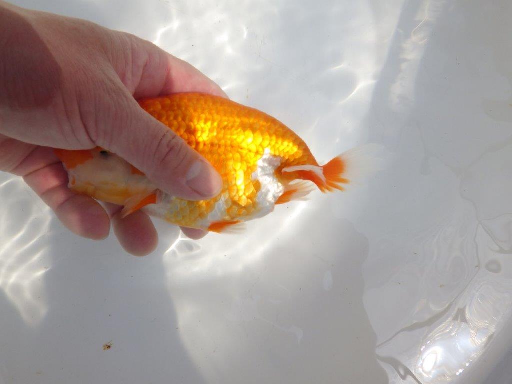 【全国大会東大関獲得系統 】フンタン&尾の雰囲気が良い 明け二歳らんちゅう 約15㎝ メス?