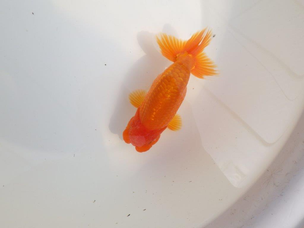 【全国大会東大関獲得系統 】尾構え・フンタン・の雰囲気が良い 明け二歳らんちゅう 約14㎝  オスの上身