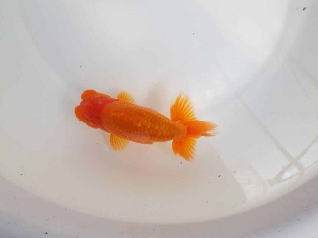 【全国大会東大関獲得系統 】尾構え・フンタン・の雰囲気が良い 明け二歳らんちゅう 約14㎝ オス