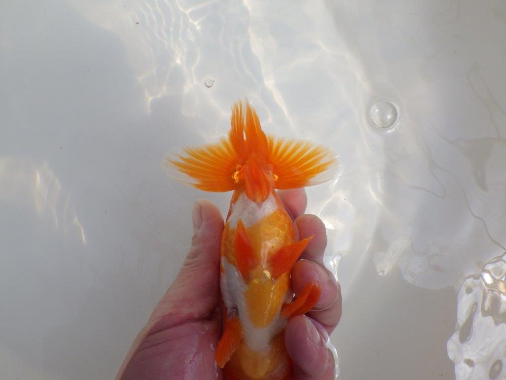 【全国大会東大関獲得系統 】尾構え・フンタン・の雰囲気が良い 明け二歳らんちゅう 約14㎝ オス