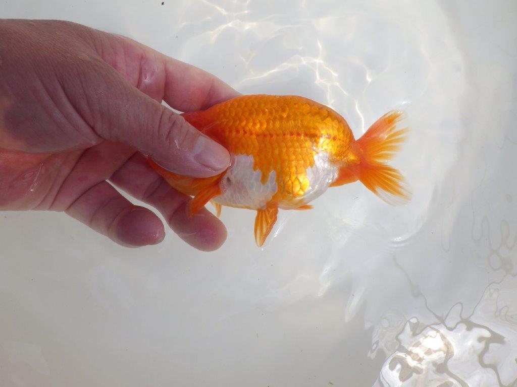 【全国大会東大関獲得系統 】尾構え・フンタン・の雰囲気が良い 明け二歳らんちゅう 約14㎝ オス