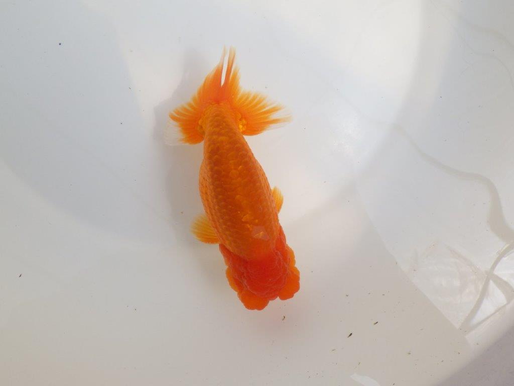 【全国大会東大関獲得系統 】魚の雰囲気が良い 明け二歳らんちゅう 約14,5㎝ オス