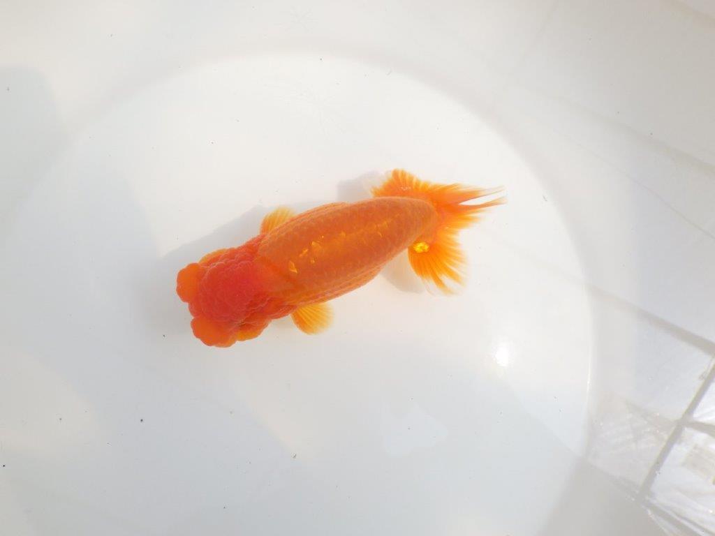 【全国大会東大関獲得系統 】魚の雰囲気が良い 明け二歳らんちゅう 約14,5㎝ オス