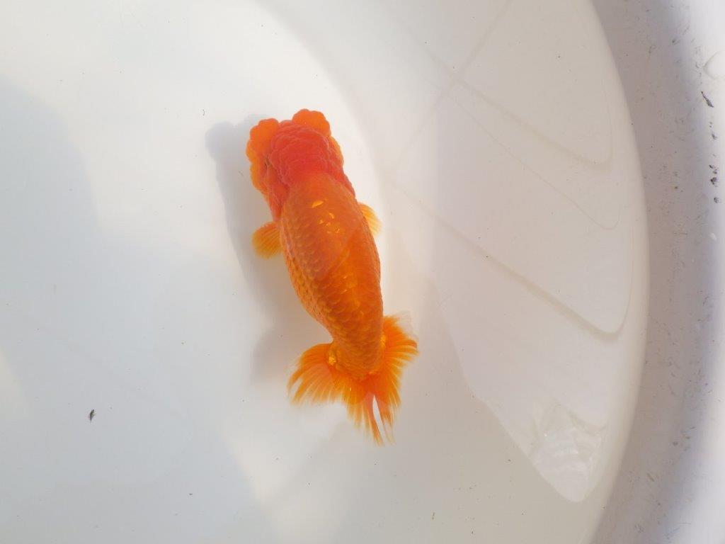 【全国大会東大関獲得系統 】魚の雰囲気が良い 明け二歳らんちゅう 約14,5㎝ オス