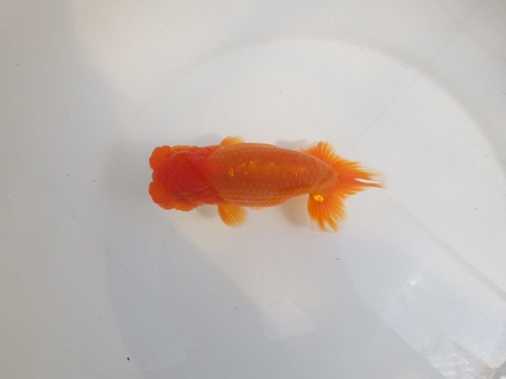 【全国大会東大関獲得系統 】魚の雰囲気が良い 明け二歳らんちゅう 約14,5㎝ オス