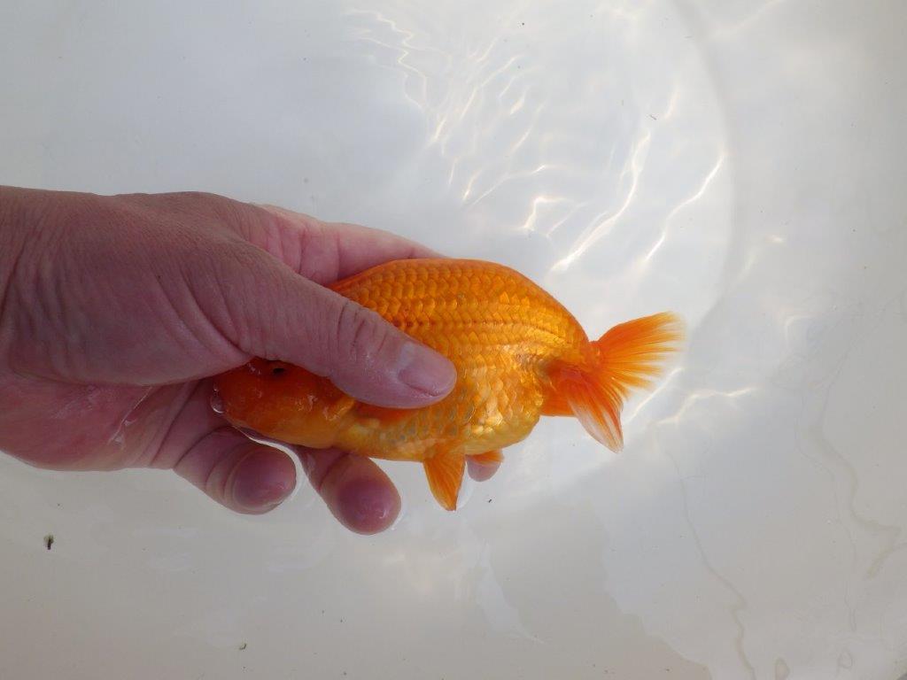 【全国大会東大関獲得系統 】魚の雰囲気が良い 明け二歳らんちゅう 約14,5㎝ オス