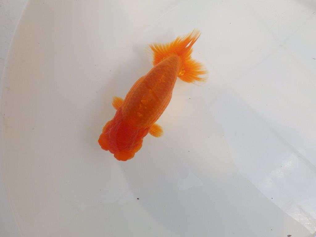 【全国大会東大関獲得系統 】魚の雰囲気が良い 明け二歳らんちゅう 約14,5㎝ オス