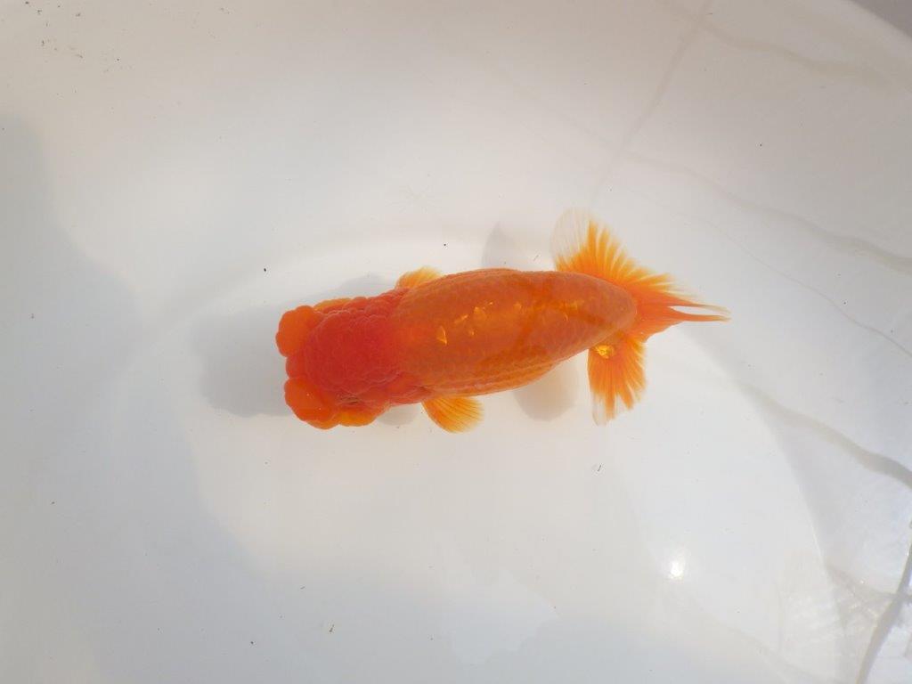 【全国大会東大関獲得系統 】魚の雰囲気が良い 明け二歳らんちゅう 約14,5㎝  オスの上身