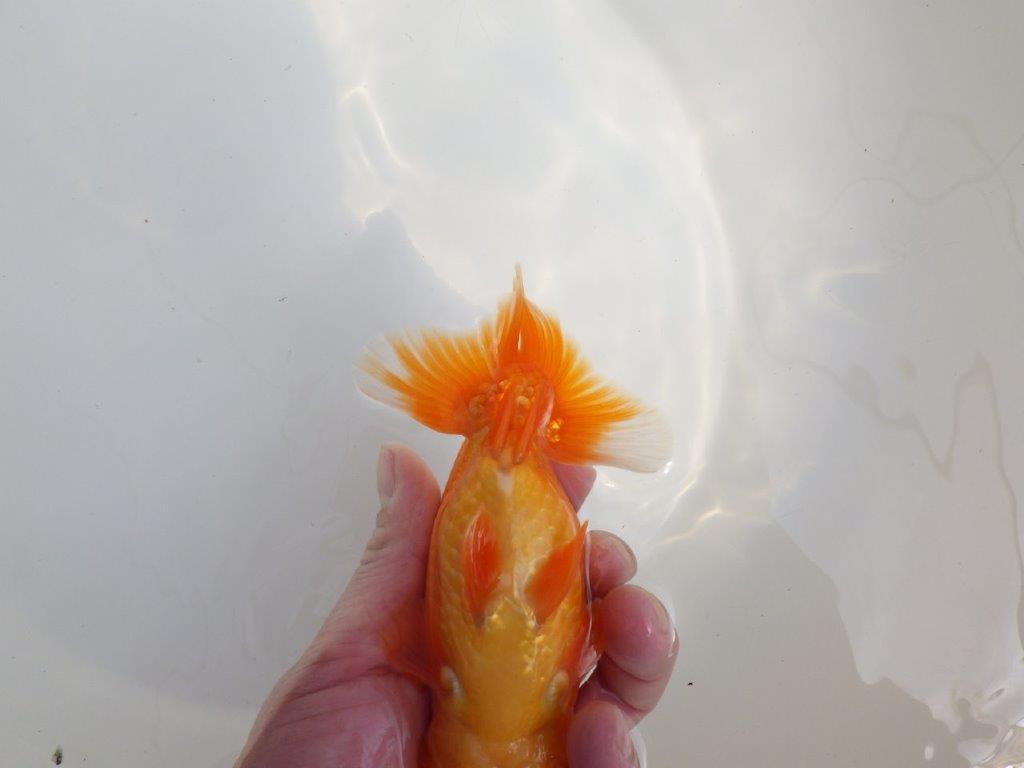 【全国大会東大関獲得系統 】魚の雰囲気が良い 明け二歳らんちゅう 約14,5㎝ オス