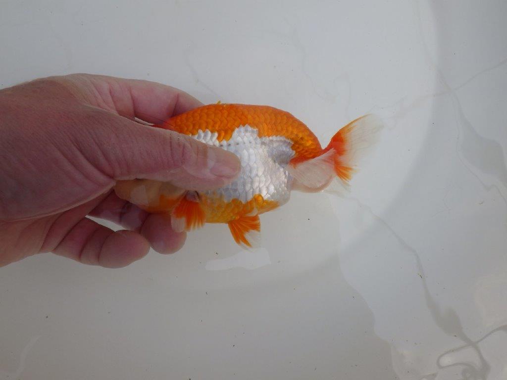 【全国大会東大関獲得系統 】柄も綺麗な更紗明け二歳らんちゅう 約14,5㎝  オス