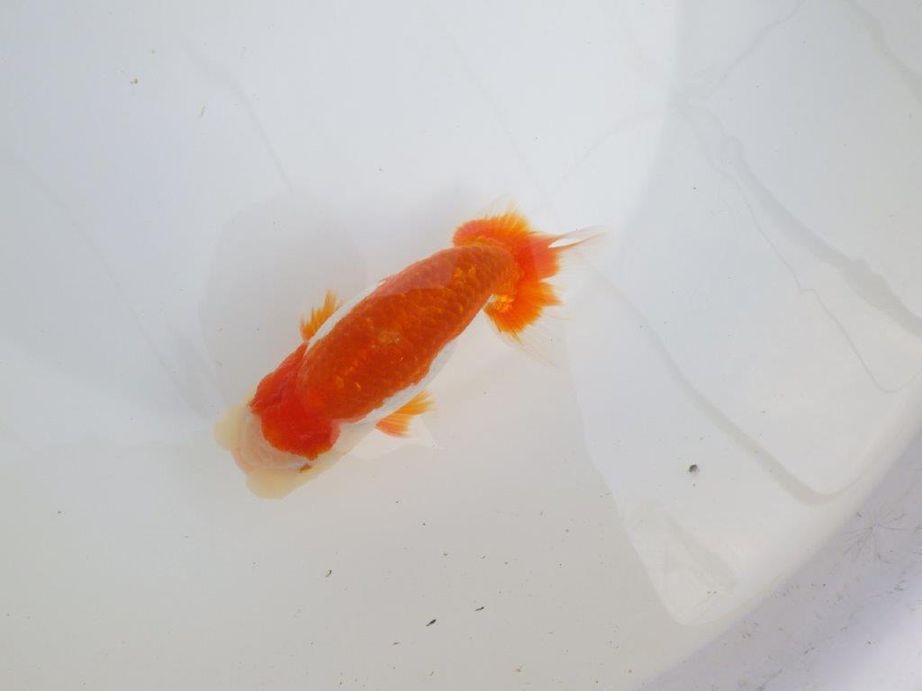 【全国大会東大関獲得系統 】柄も綺麗な更紗明け二歳らんちゅう 約14,5㎝  オス