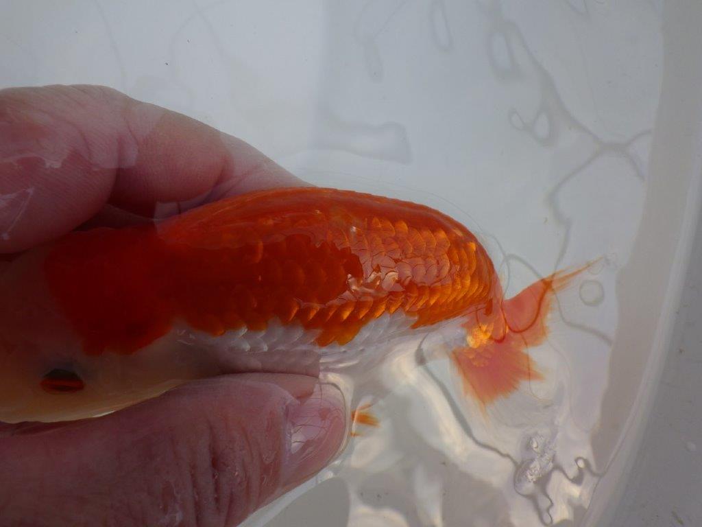 【全国大会東大関獲得系統 】柄も綺麗な更紗明け二歳らんちゅう 約14,5㎝  オス