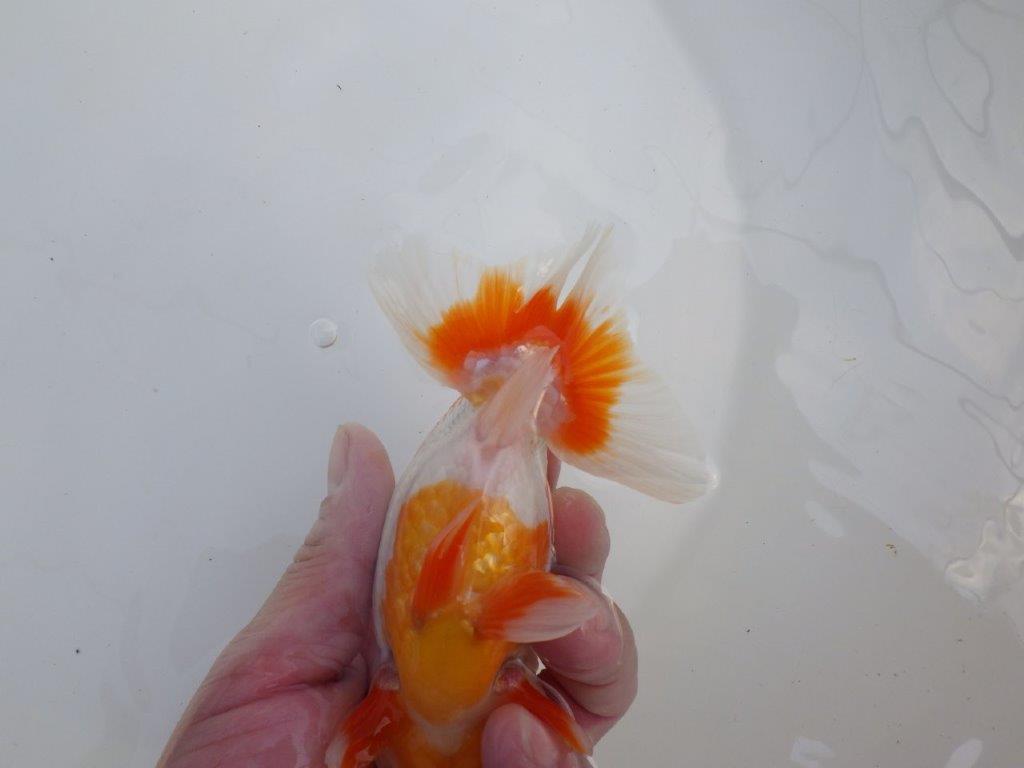 【全国大会東大関獲得系統 】柄も綺麗な更紗明け二歳らんちゅう 約14,5㎝  オス