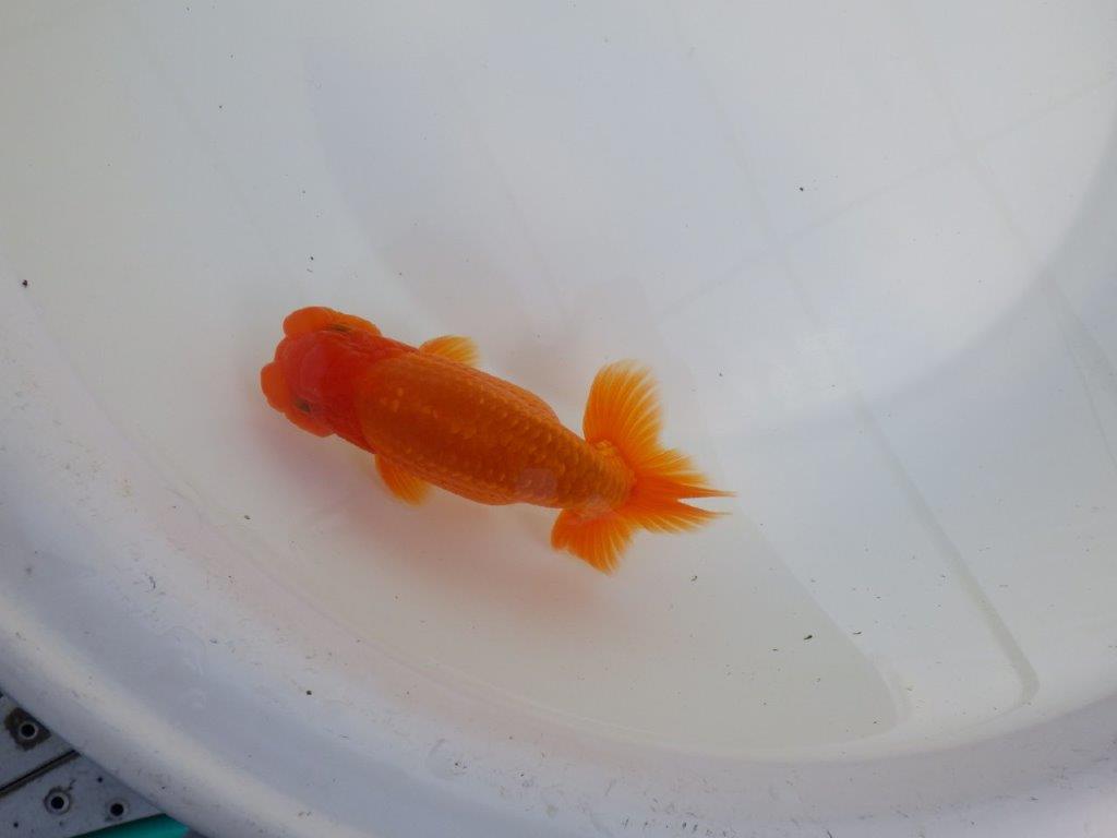 【全国大会東大関獲得系統 】尾の雰囲気が良く種にお勧め 明け二歳らんちゅう 約14,5㎝ オス