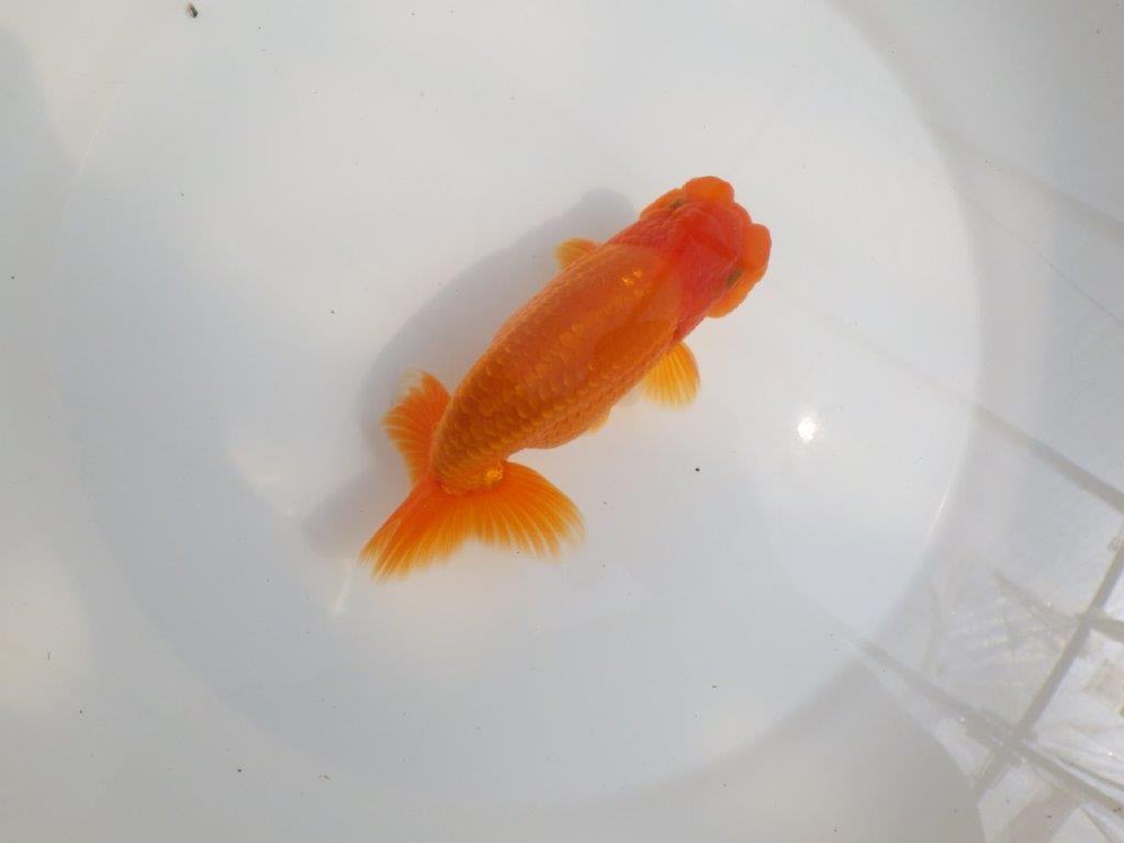 【全国大会東大関獲得系統 】尾の雰囲気が良く種にお勧め 明け二歳らんちゅう 約14,5㎝ オス