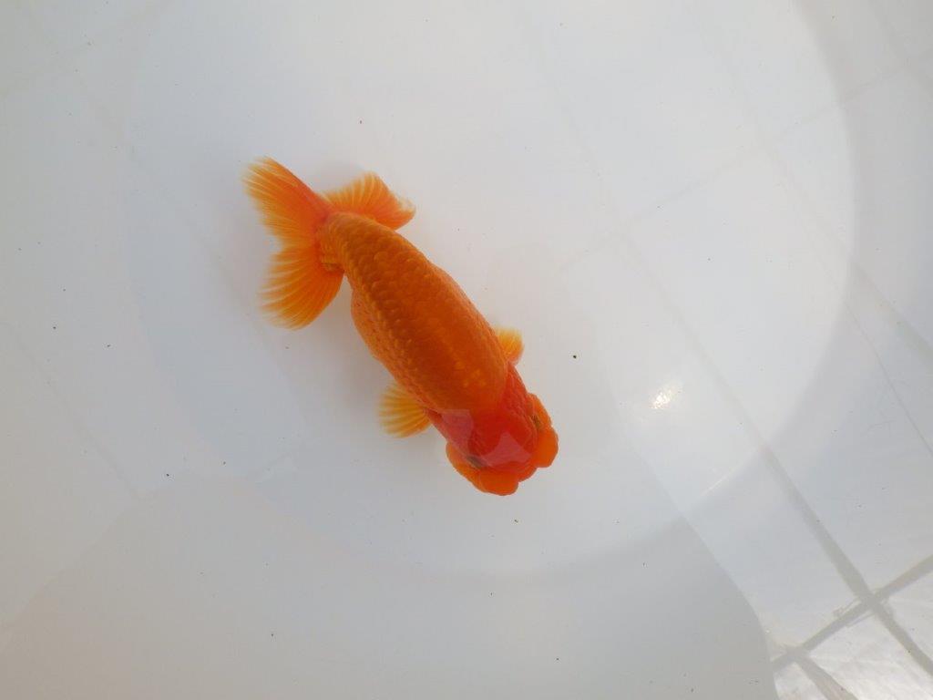 【全国大会東大関獲得系統 】尾の雰囲気が良く種にお勧め 明け二歳らんちゅう 約14,5㎝ オス