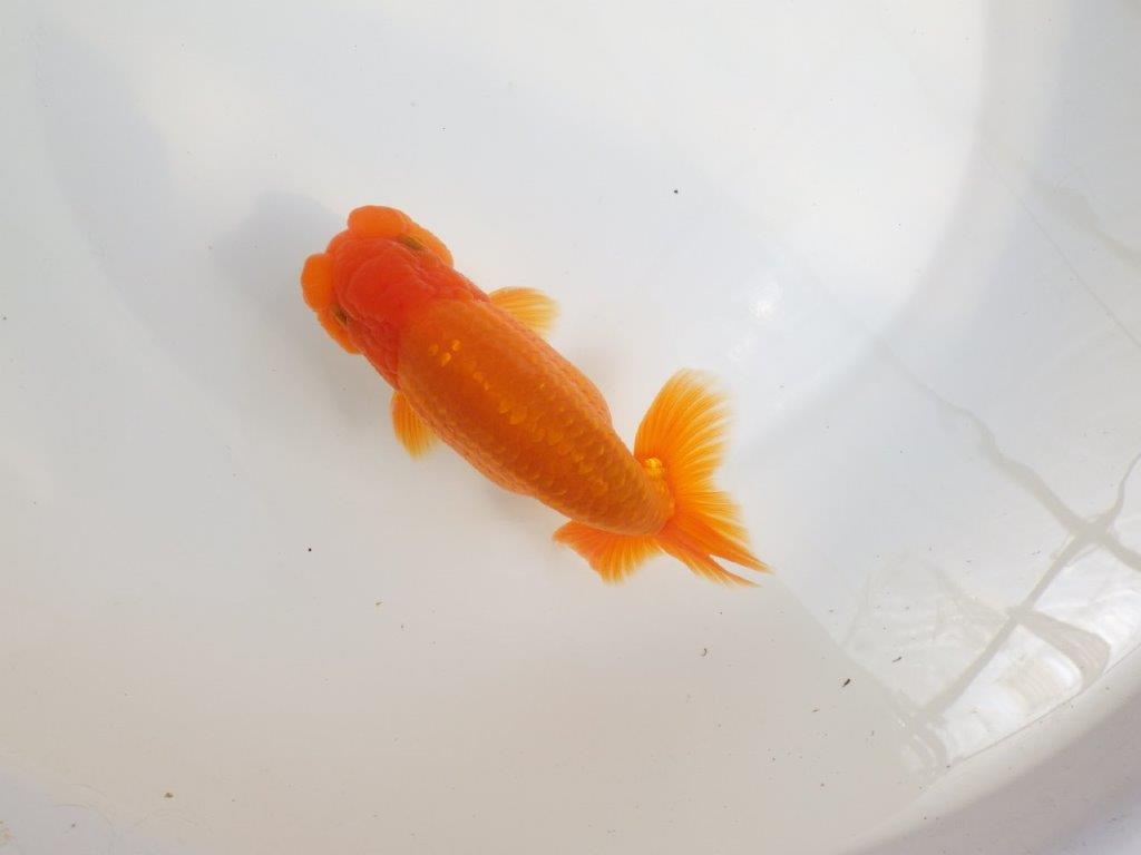 【全国大会東大関獲得系統 】尾の雰囲気が良く種にお勧め 明け二歳らんちゅう 約14,5㎝ オス