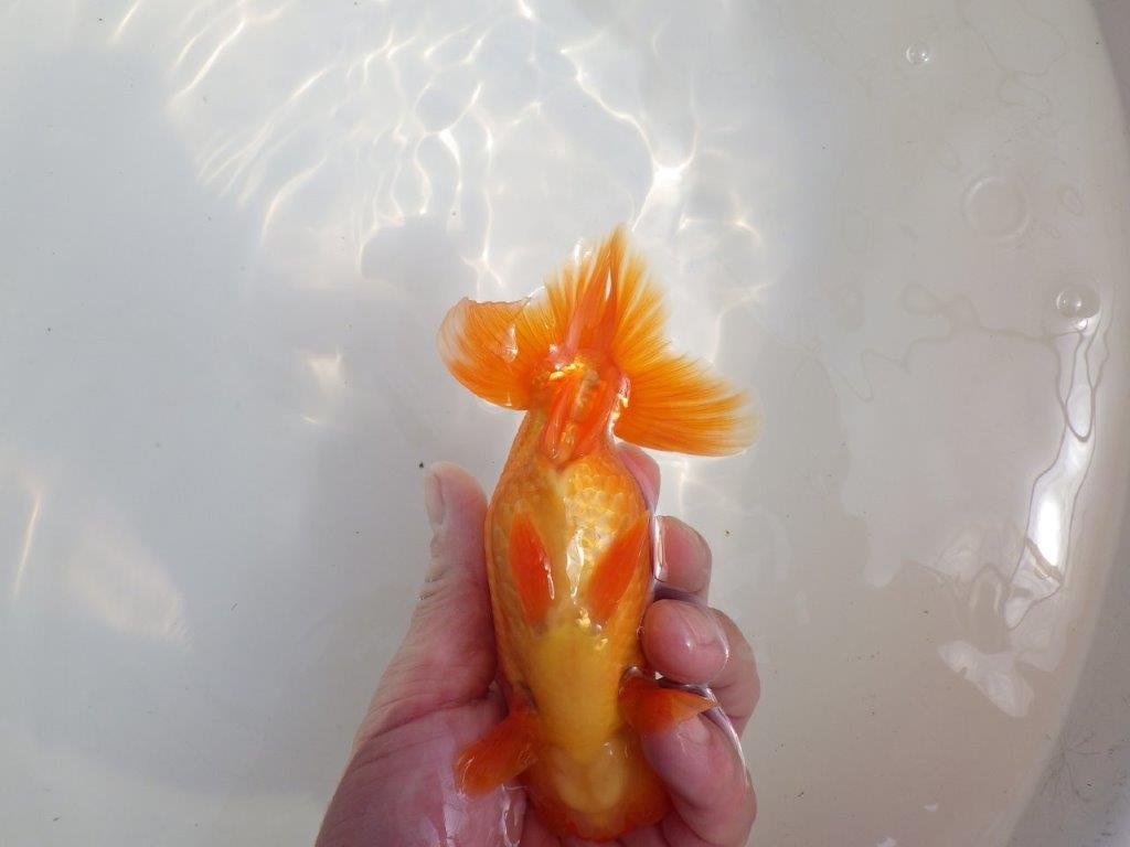 【全国大会東大関獲得系統 】尾の雰囲気が良く種にお勧め 明け二歳らんちゅう 約14,5㎝ オス