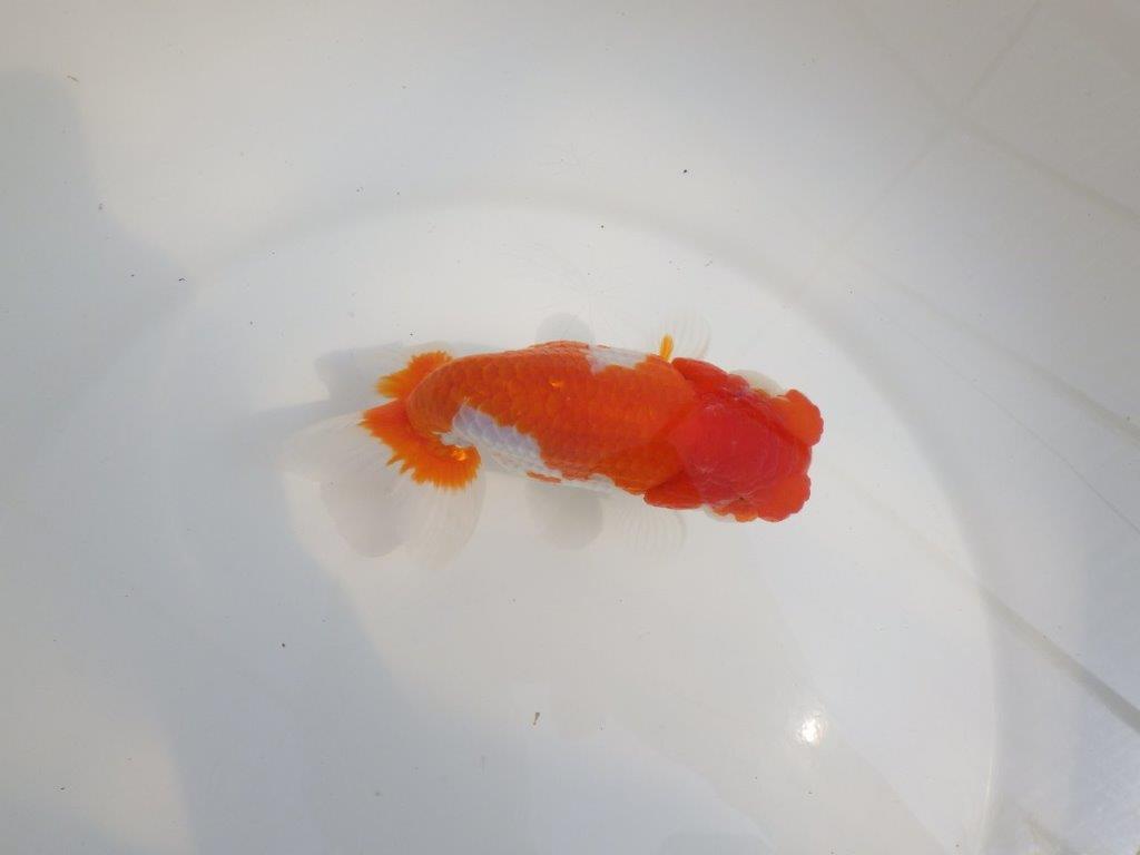 【全国大会東大関獲得系統 】飼い込みお勧めの 明け二歳らんちゅう 約13,5㎝  オス