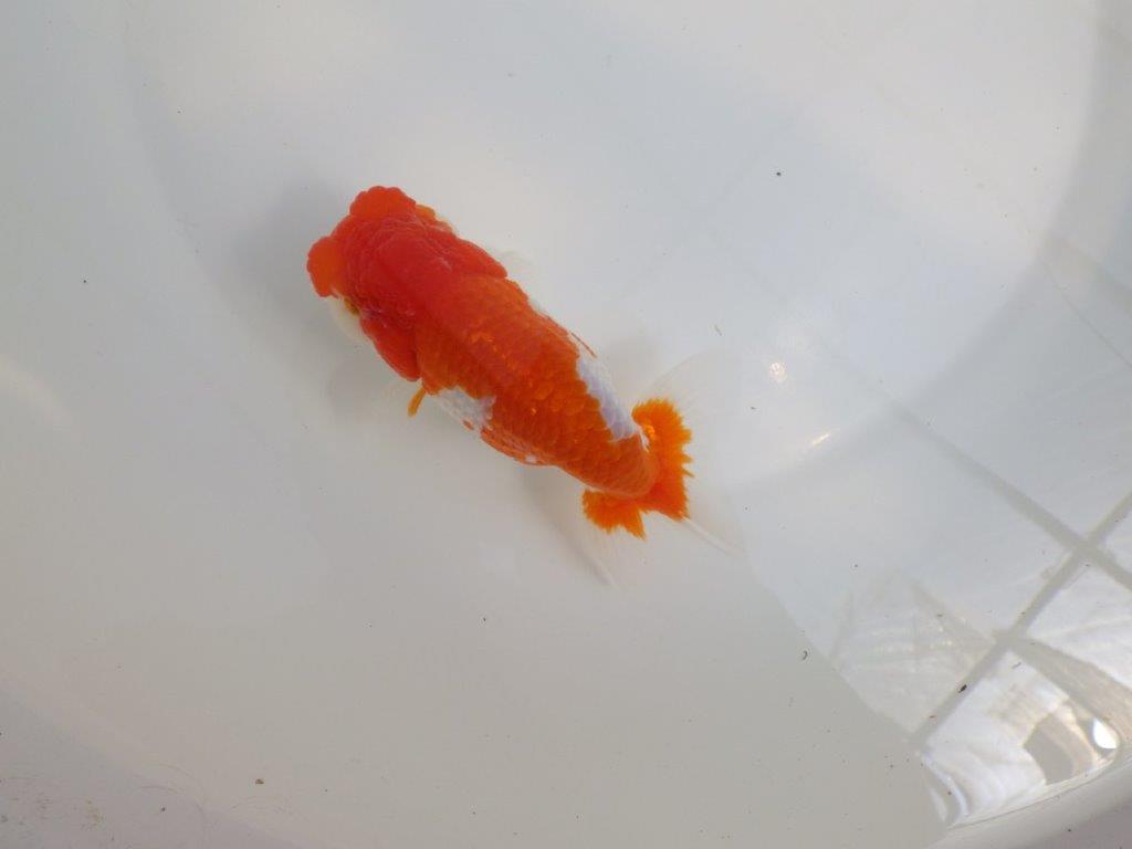 【全国大会東大関獲得系統 】飼い込みお勧めの 明け二歳らんちゅう 約13,5㎝  オス