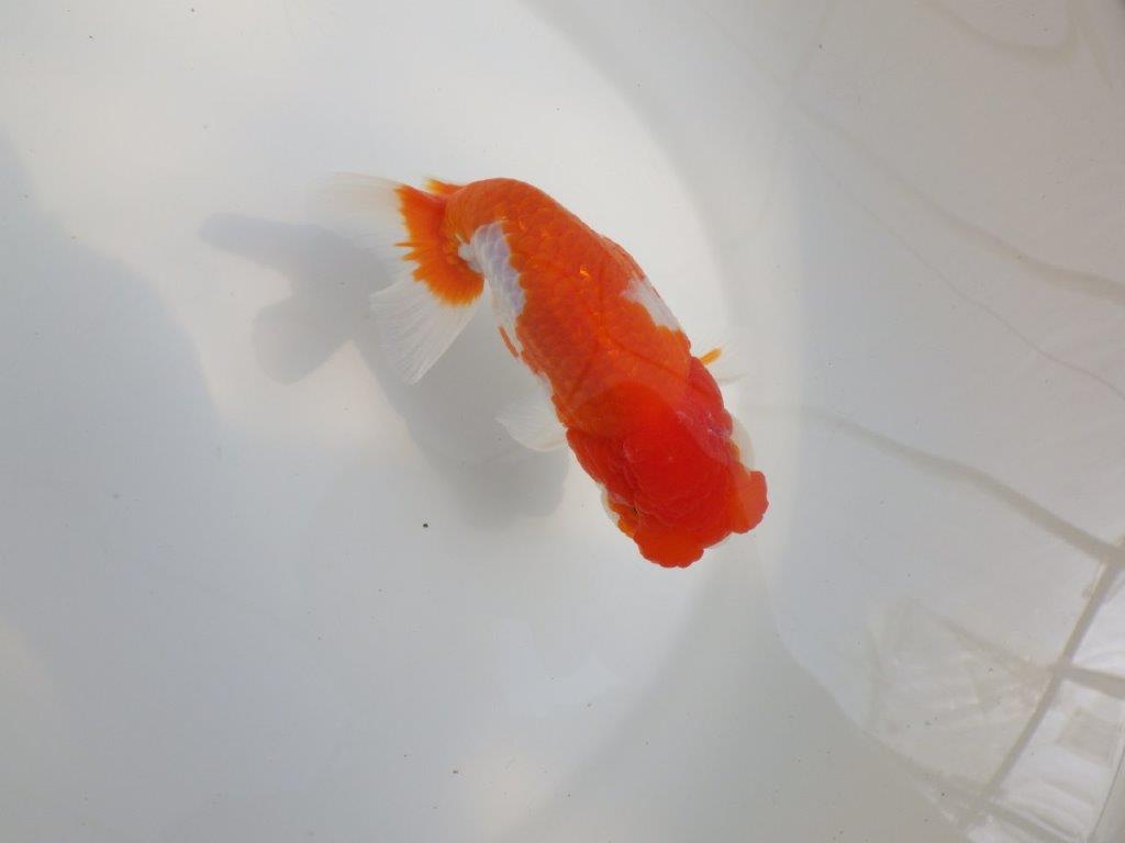 【全国大会東大関獲得系統 】飼い込みお勧めの 明け二歳らんちゅう 約13,5㎝  オス