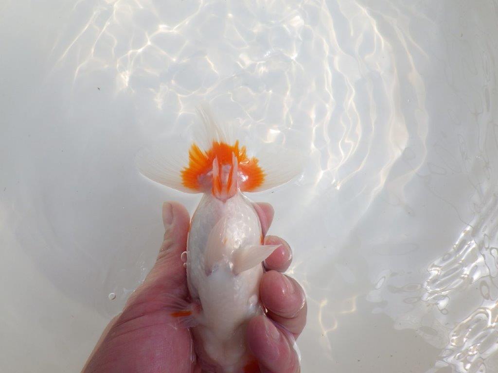 【全国大会東大関獲得系統 】飼い込みお勧めの 明け二歳らんちゅう 約13,5㎝  オス