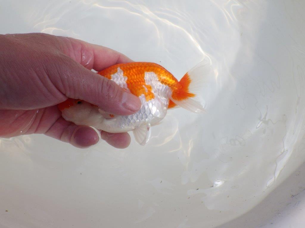 【全国大会東大関獲得系統 】飼い込みお勧めの 明け二歳らんちゅう 約13,5㎝  オス