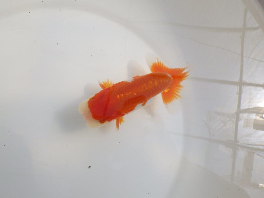 【全国大会東大関獲得系統 】種にもご鑑賞にもおすすめ明け二歳らんちゅう 約14㎝  オス