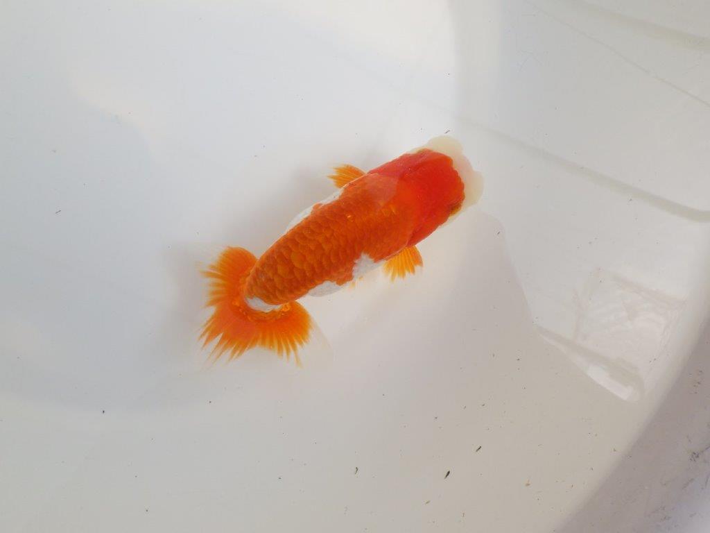 【全国大会東大関獲得系統 】種にもご鑑賞にもおすすめ明け二歳らんちゅう 約14㎝  オス