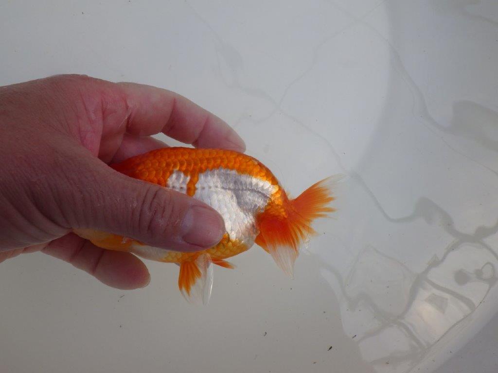 【全国大会東大関獲得系統 】種にもご鑑賞にもおすすめ明け二歳らんちゅう 約14㎝  オス