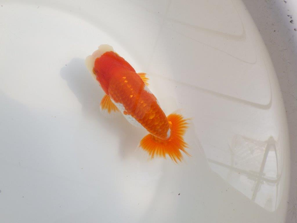 【全国大会東大関獲得系統 】種にもご鑑賞にもおすすめ明け二歳らんちゅう 約14㎝  オスの上身