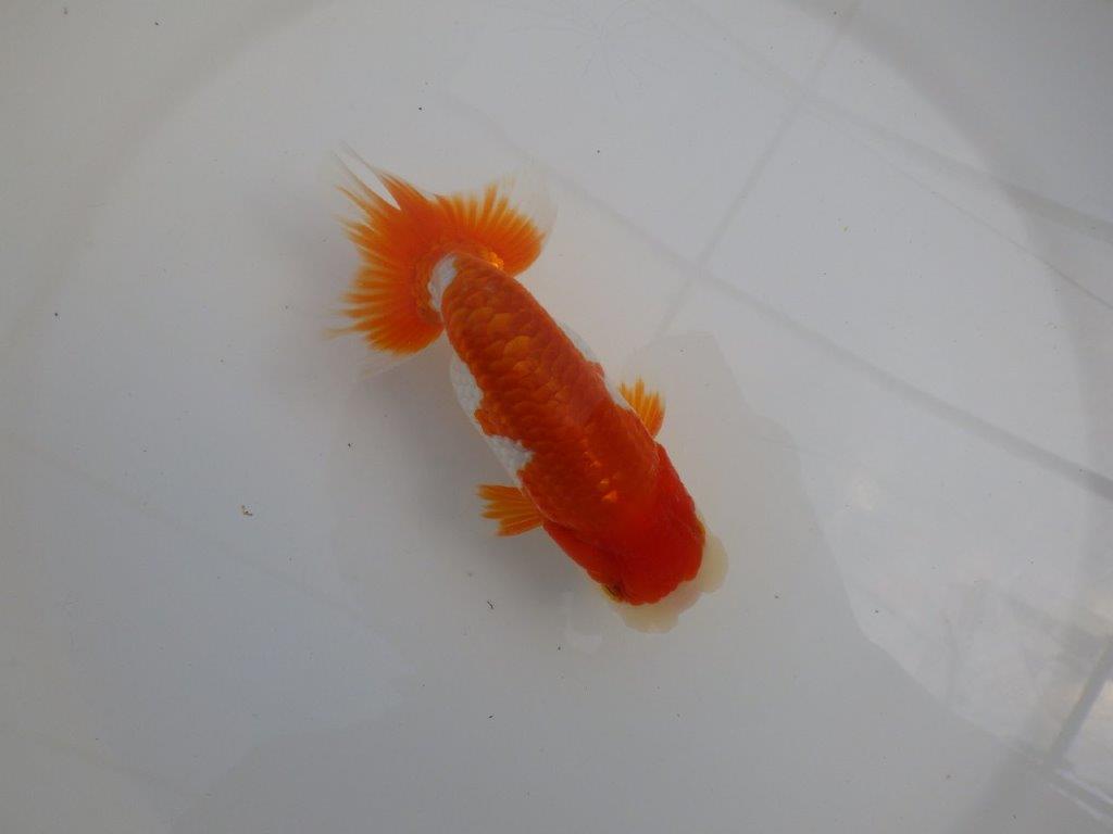 【全国大会東大関獲得系統 】種にもご鑑賞にもおすすめ明け二歳らんちゅう 約14㎝  オス