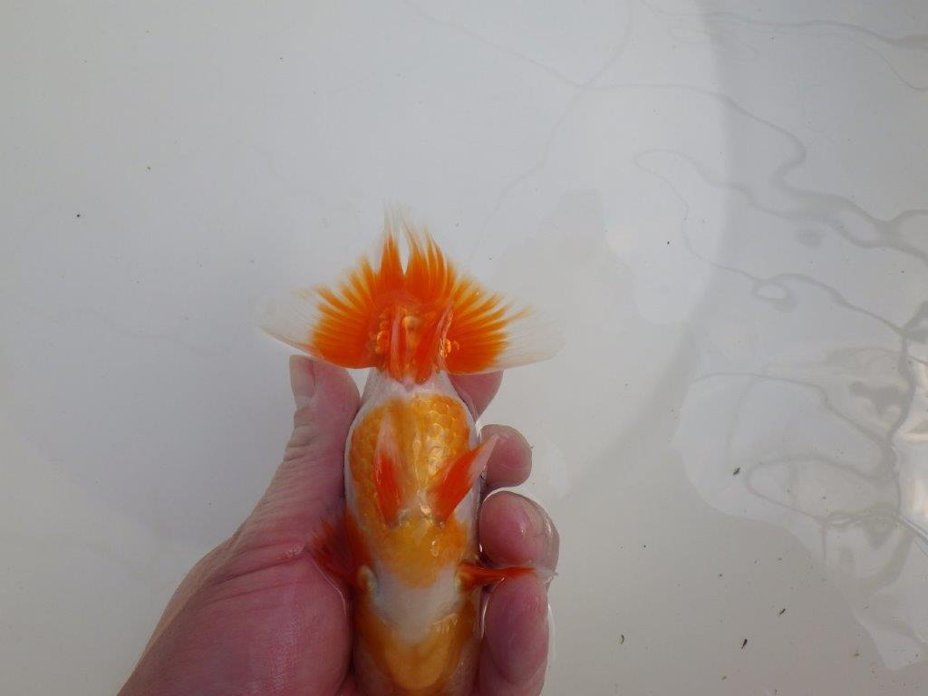 【全国大会東大関獲得系統 】種にもご鑑賞にもおすすめ明け二歳らんちゅう 約14㎝  オス