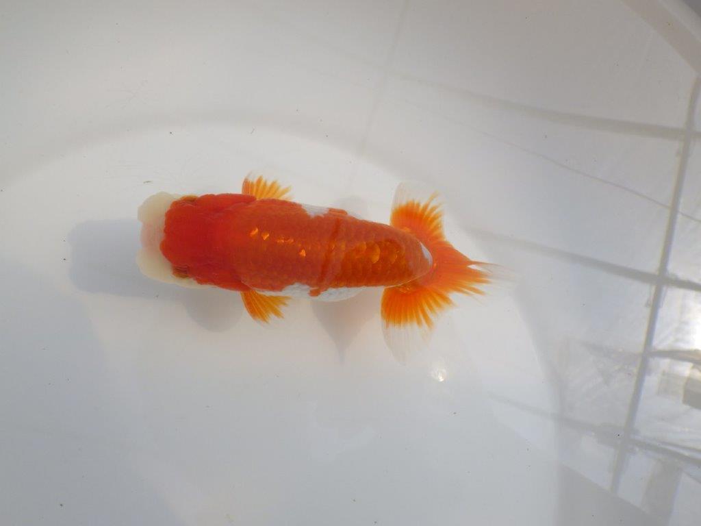 【全国大会東大関獲得系統 】種にもご鑑賞にもおすすめ明け二歳らんちゅう 約14㎝  オス