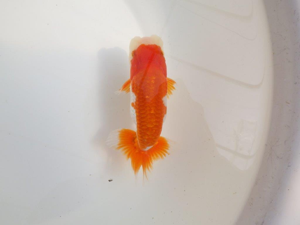 【全国大会東大関獲得系統 】種にもご鑑賞にもおすすめ明け二歳らんちゅう 約14㎝  オス