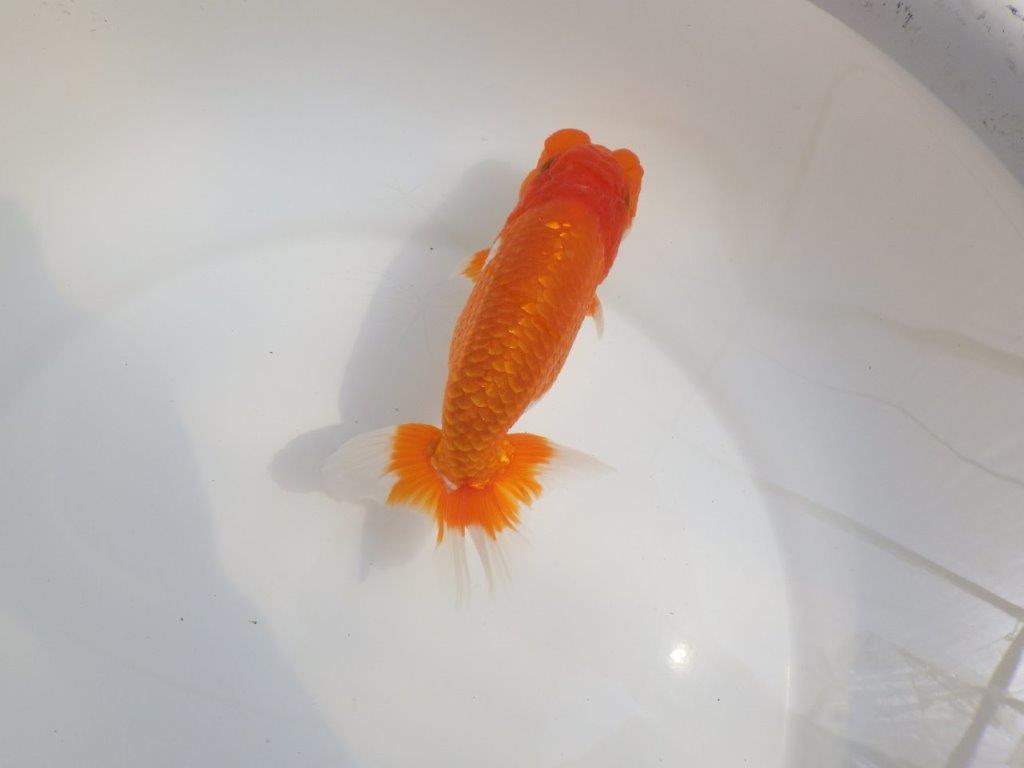 【全国大会東大関獲得系統 】尾張りが良く種にも! 明け二歳らんちゅう 約15㎝ オス