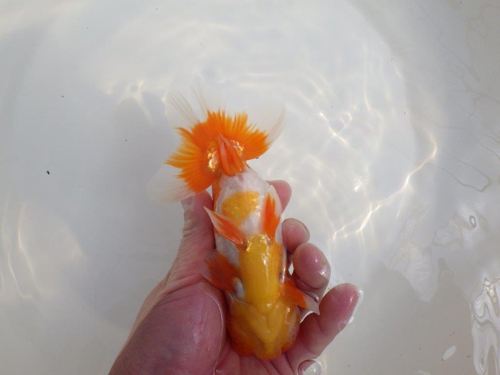 【全国大会東大関獲得系統 】尾張りが良く種にも! 明け二歳らんちゅう 約15㎝ オス