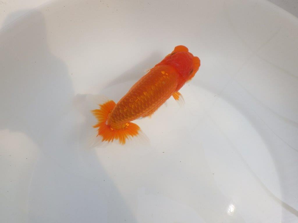 【全国大会東大関獲得系統 】尾張りが良く種にも! 明け二歳らんちゅう 約15㎝ オス