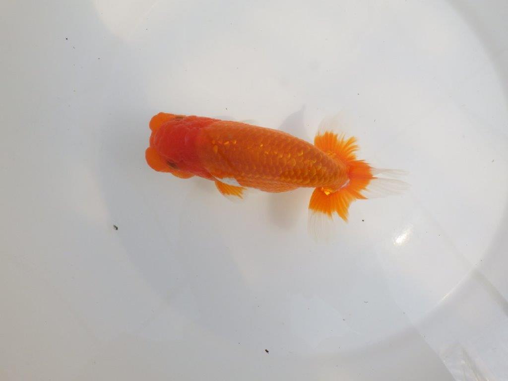 【全国大会東大関獲得系統 】尾張りが良く種にも! 明け二歳らんちゅう 約15㎝ オス