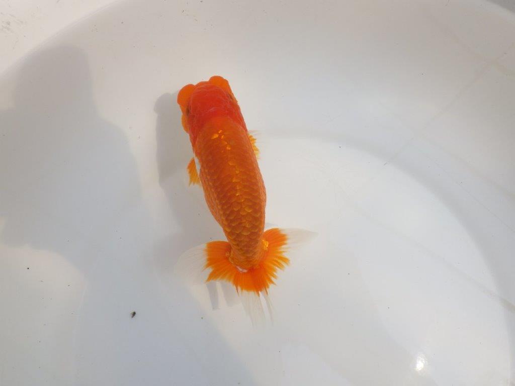 【全国大会東大関獲得系統 】尾張りが良く種にも! 明け二歳らんちゅう 約15㎝ オス