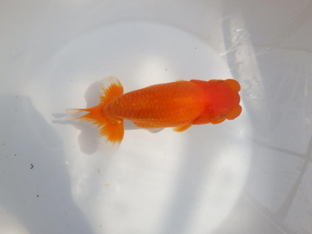 【全国大会東大関獲得系統 】迫力ある雰囲気が楽しめる 明け二歳らんちゅう 約17,5㎝  メス？