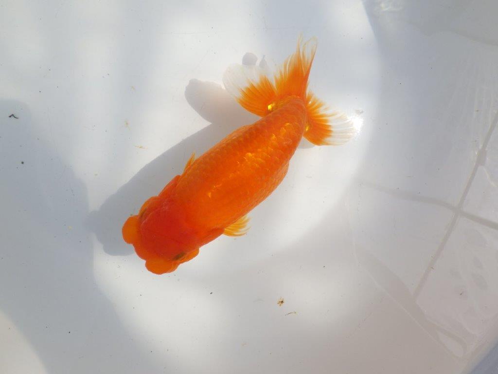 【全国大会東大関獲得系統 】迫力ある雰囲気が楽しめる 明け二歳らんちゅう 約17,5㎝  メス？